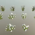 Diverse Green Plants With White Flowers Showcasing Fresh Foliage And Blooms