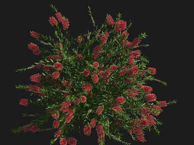 Lush Green Bush With Red Flowers And Dense Foliage In Garden Landscape 3d model