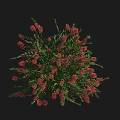 Lush Green Bush With Red Flowers And Dense Foliage In Garden Landscape