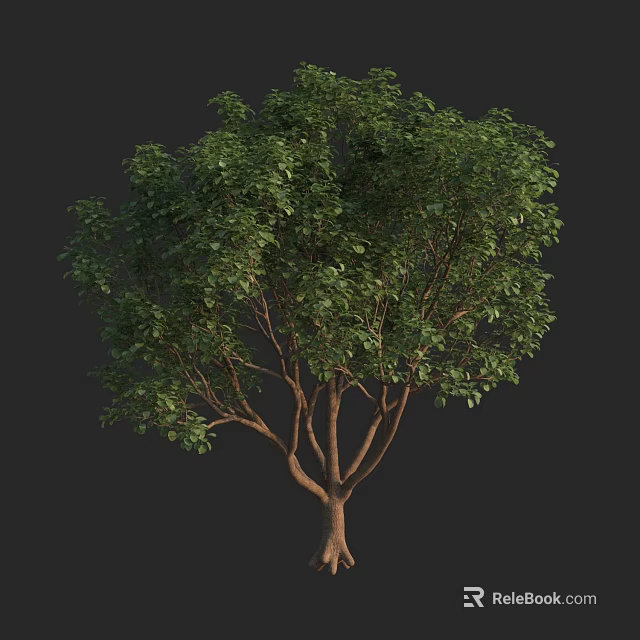 Lush Green Leafy Tree with Multiple Trunks and Dense Foliage Isolated on Dark Background 3d model