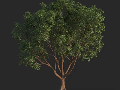 Lush Green Leafy Tree with Multiple Trunks and Dense Foliage Isolated on Dark Background 3d model
