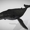 Black Whale Aquatic Animal Model With Detailed Features And Gray Background