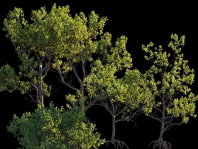 Lush Tall Arbor Trees With Green Foliage And Strong Trunks In Natural Environment 3d model
