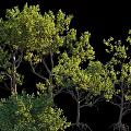 Lush Tall Arbor Trees With Green Foliage And Strong Trunks In Natural Environment