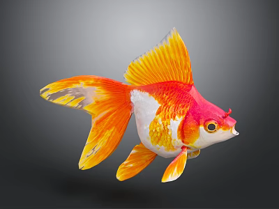 Stunning Vibrant Orange Yellow Goldfish With Large Flowing Tail And Fins 3d model
