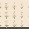 Various Types of Decorative Grasses in Different Green and Gold Tones Arranged Neatly