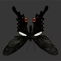 Black Butterfly With White And Red Spots Flying On Gray Background
