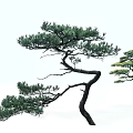Elegant Arbor Trees With Curved Branches And Green Pine Needles In Minimalist Setting