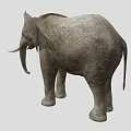 Large Gray Elephant With Wrinkled Skin Long Trunk And White Tusks