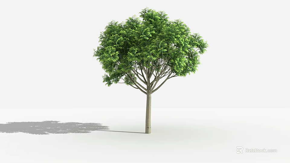 Lush Green Arbor With Dense Foliage Straight Trunk And Cast Shadow On White Background 3d model 