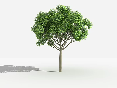 Lush Green Arbor With Dense Foliage Straight Trunk And Cast Shadow On White Background 3d model