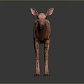Realistic 3D Model of Brown Moose Standing on Dark Background with Reflection 3d model