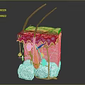 Medical Device Anatomical Skin Structure Model Displaying Layers Hair Follicles And Vessels