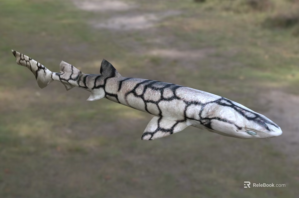 Black and white patterned shark as unique aquatic animal with distinct skin texture 3d model 