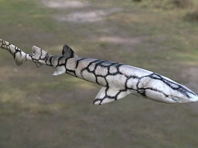 Black and white patterned shark as unique aquatic animal with distinct skin texture 3d model