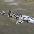 Black and white patterned shark as unique aquatic animal with distinct skin texture
