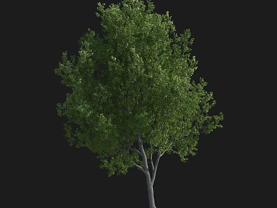Lush Arbor Tree With Vibrant Green Leaves And Gray Trunk 3d model