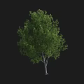 Lush Arbor Tree With Vibrant Green Leaves And Gray Trunk