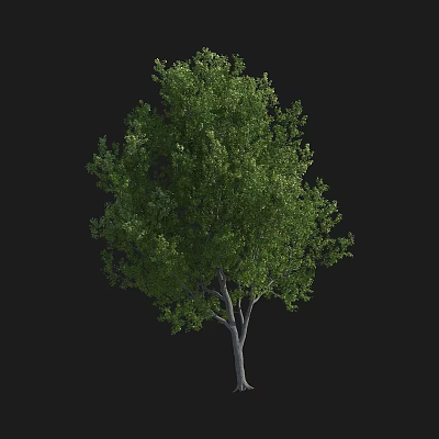 Lush Arbor Tree With Vibrant Green Leaves And Gray Trunk 3d model