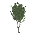 Three Arbor Trees Featuring Lush Green Foliage And Straight Trunks 3d model