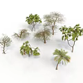 Various Types of Trees with Green Leaves and Leafless Branches on White Background