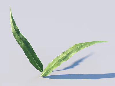 Green Leaves With Veins On Light Gray Background Showing Shadow Details 3d model