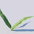 Green Leaves With Veins On Light Gray Background Showing Shadow Details