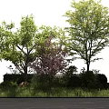 Three Tall Trees with Green and Purple Leaves Surrounded by Grass and Shrubs