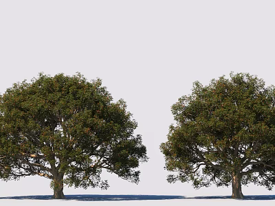 Modern Tree Garden Landscape Camphor Tree 3d model Modern Tree Garden Landscape Camphor Tree 3d model