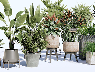 modern potted plant green plant potted plant 3d model