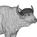 African Buffalo Buffalo Cow 3d model