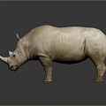 Gray Rhinoceros Standing on Dark Background with Shiny Reflective Surface 3d model