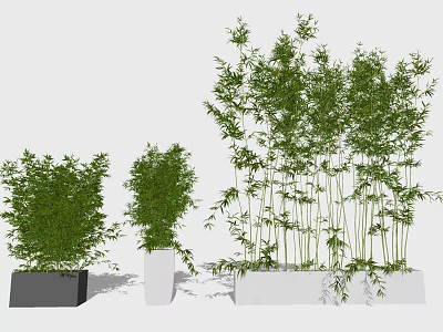 Decorative Bonsai Plants Of Various Heights In Square Black And White Pots 3d model