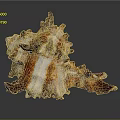 Close Up View Of Marine Organ With Hair Like Fibrous Textures And Details