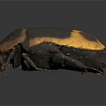 Realistic Black and Yellow Beetle With Carapace Six Legs 3D Model Dark Background