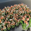 Elegant Vase Arrangement With Orange White Small Flowers And Pink White Tulips