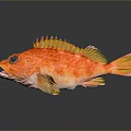 Colorful Red Orange Spotted Fish With Spiky Fins Blue Eyes And Vibrant Scales