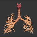 modern bronchus trachea 3d model