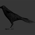 Detailed Black Crow With Spread Wings Standing On White Background Surface 3d model