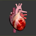 Realistic 3D Anatomical Model of Human Heart Organ with Hair Structure Details