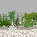 Bamboo And Lush Greenery In Landscape With Rocks And Pebbles