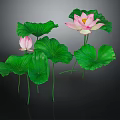 Lotus Plants With Pink Flowers And Green Leaves On Dark Background With Reflection