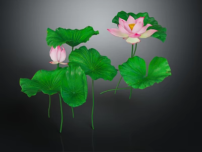 Lotus Plants With Pink Flowers And Green Leaves On Dark Background With Reflection 3d model