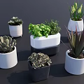 Various Stylish Potted Plants With Succulents Herbs Greenery And Modern White Black Pots