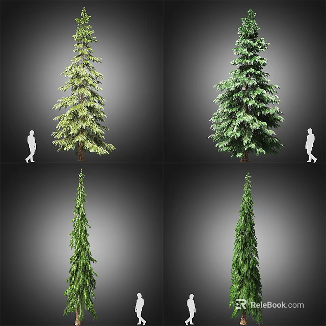 Four Varieties of Tall Arbor Trees Showing Different Growth Forms With Human Scale 3d model 