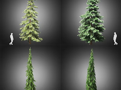 Four Varieties of Tall Arbor Trees Showing Different Growth Forms With Human Scale 3d model