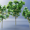 Tall Fruit Bearing Trees with Lush Green Leaves and Ripe Fruits on Branches
