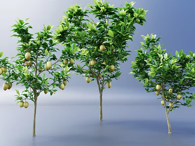 Tall Fruit Bearing Trees with Lush Green Leaves and Ripe Fruits on Branches 3d model