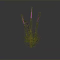 Purple Sea Anemone With Green Grass Like Tentacles Growing On Gray Background