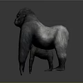 Realistic Adult and Baby Gorillas Standing 3D Render on Gray Background